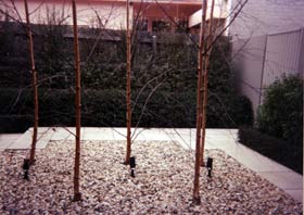 Beaumaris Landscaping
